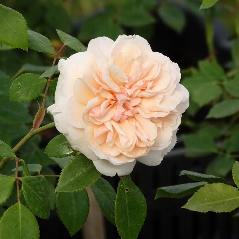 Rosier grimpant Sabrina (Floraison)