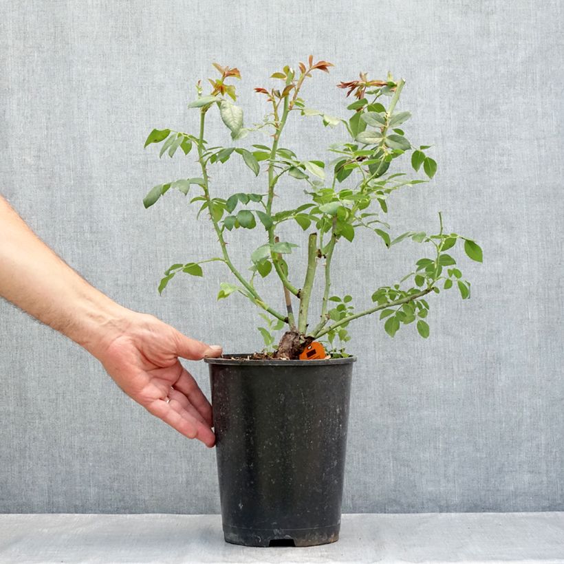Spécimen de Rosier grimpant Sabrina Pot de 4L/5L tel que livré en été