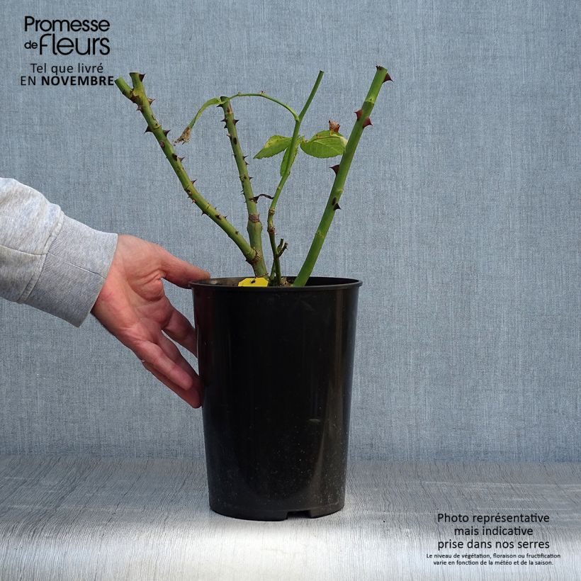 Spécimen de Rosier grimpant Schneewalzer Pot de 4L/5L tel que livré en automne