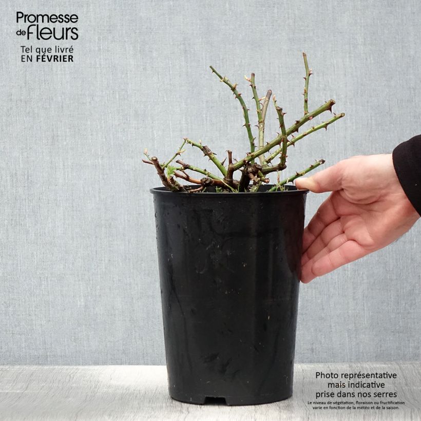 Example of Rosier grimpant Seagull Pot de 4L/5L as you get in hiver