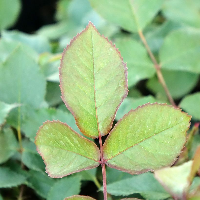 Rosier grimpant Shining Beauty (Foliage)
