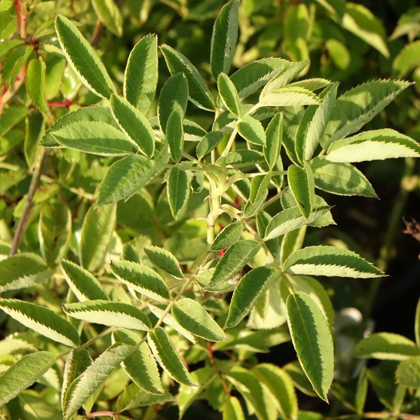 Rosier grimpant Siluetta Crimson (Foliage)