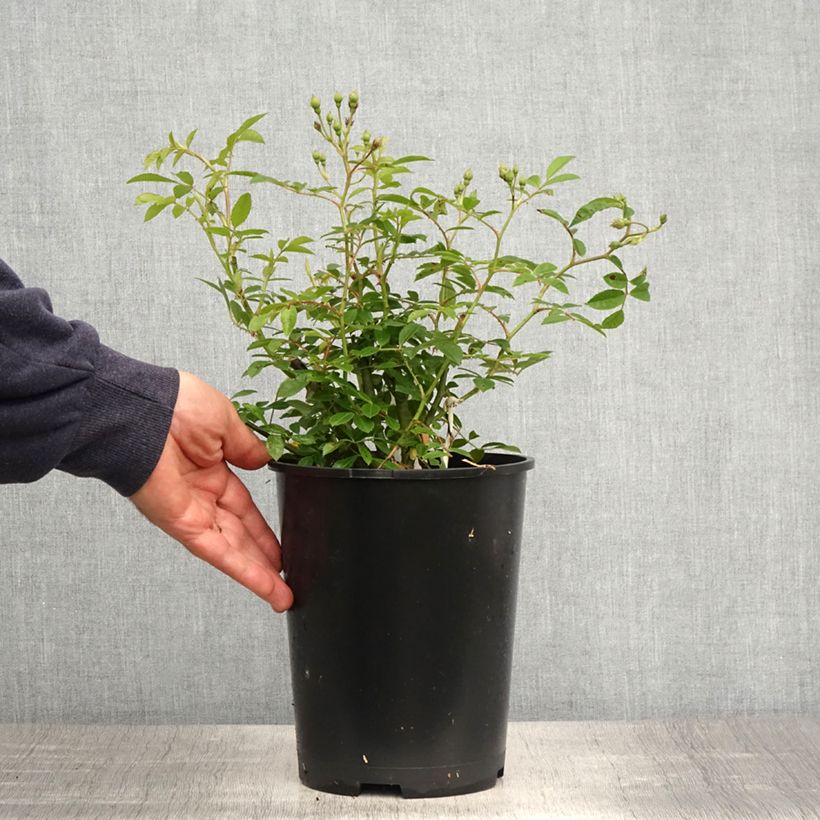 Example of Rosier grimpant Siluetta Sunny Pot de 4L/5L as you get in printemps