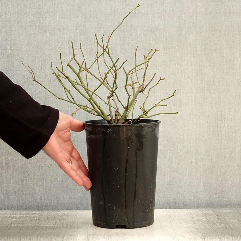 Example of Rosier grimpant Siluetta Sweet Pot de 4L/5L as you get in hiver