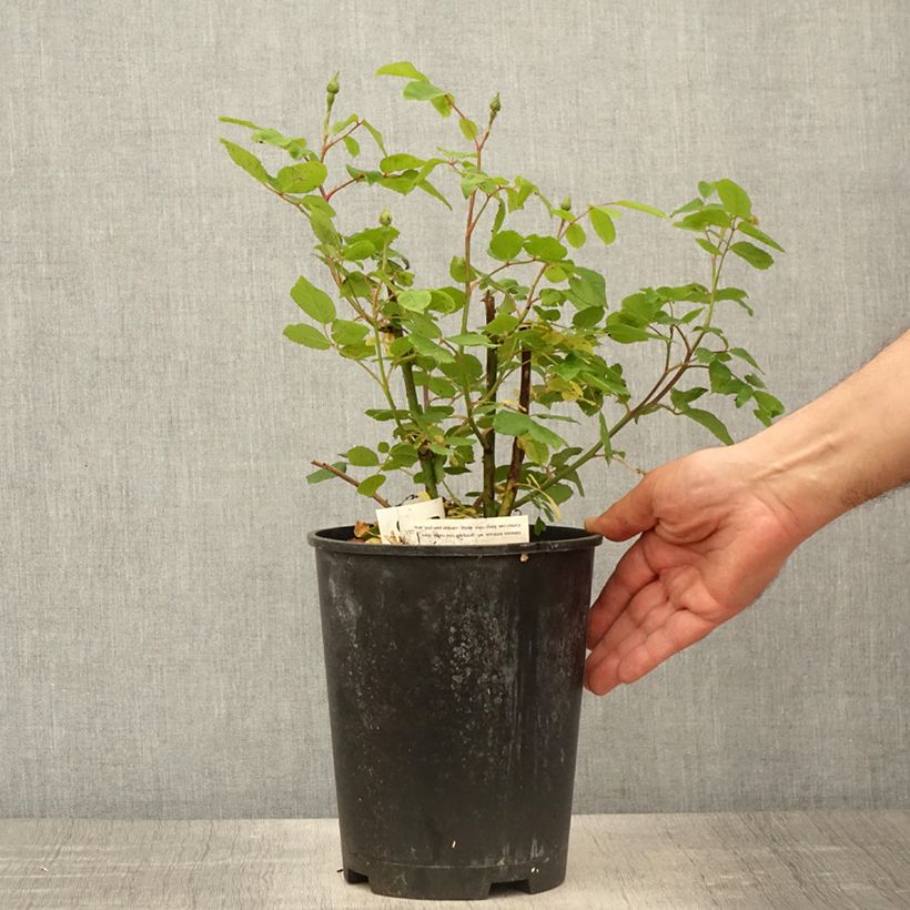 Example of Rosier grimpant Sourire d'Isabelle Pot de 4L/5L as you get in printemps