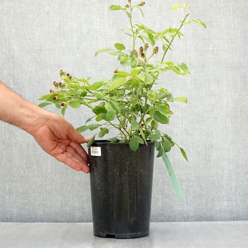 Example of Rosier grimpant Sourire d'Orchidée Pot de 4L/5L as you get in ete