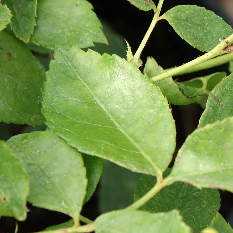 Rosier grimpant Sourire d'Orchidée (Foliage)