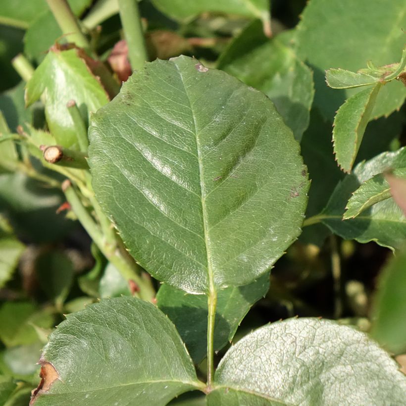 Rosier grimpant That's Jazz (Foliage)