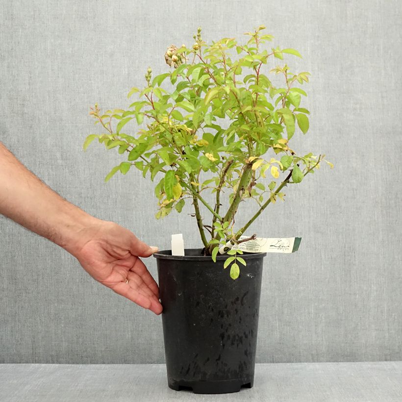Spécimen de Rosier grimpant Trier Pot de 4L/5L tel que livré en été