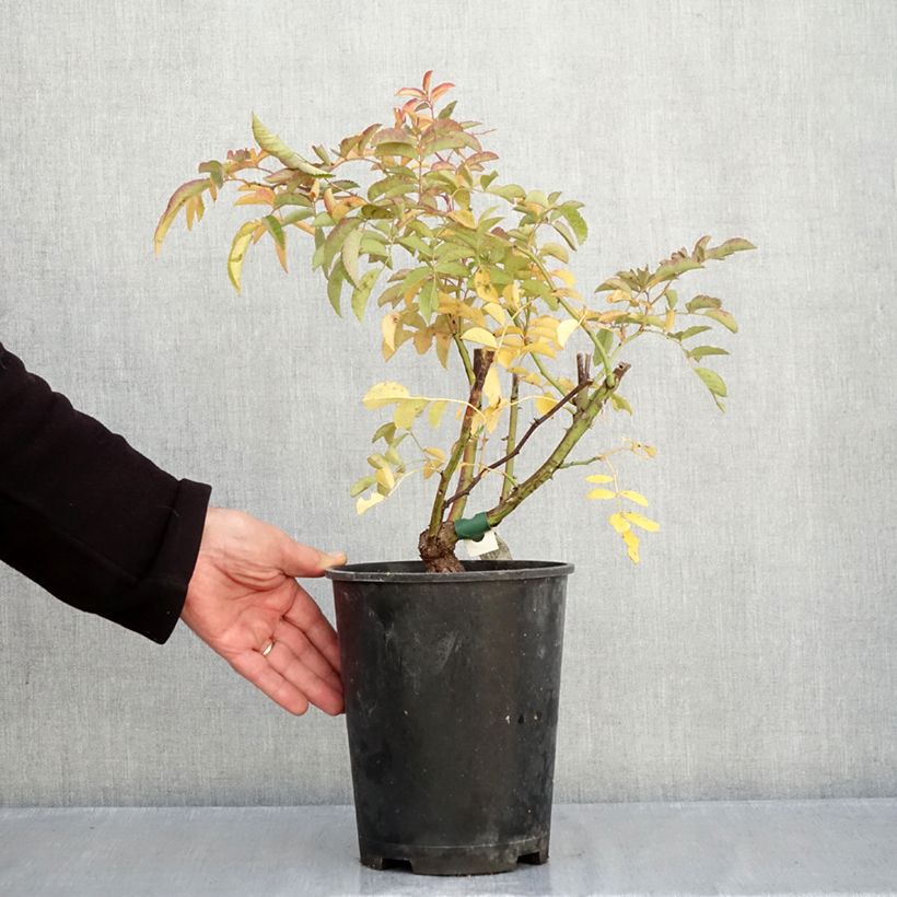 Spécimen de Rosier grimpant Wilderode Pot de 4L/5L tel que livré en automne