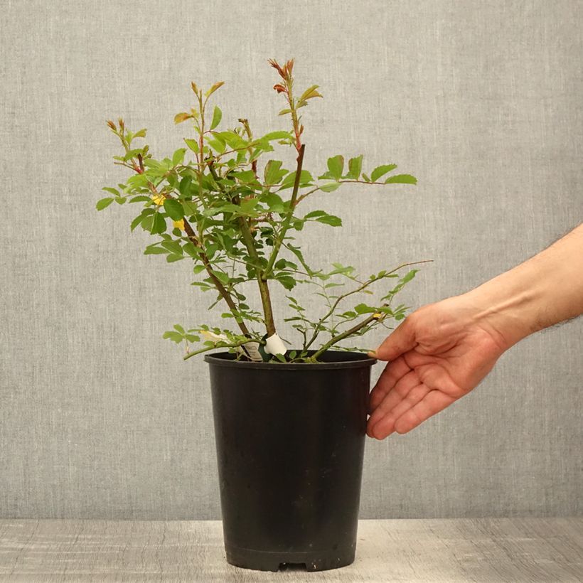 Spécimen de Rosier grimpant Wilderode Pot de 4L/5L tel que livré au printemps