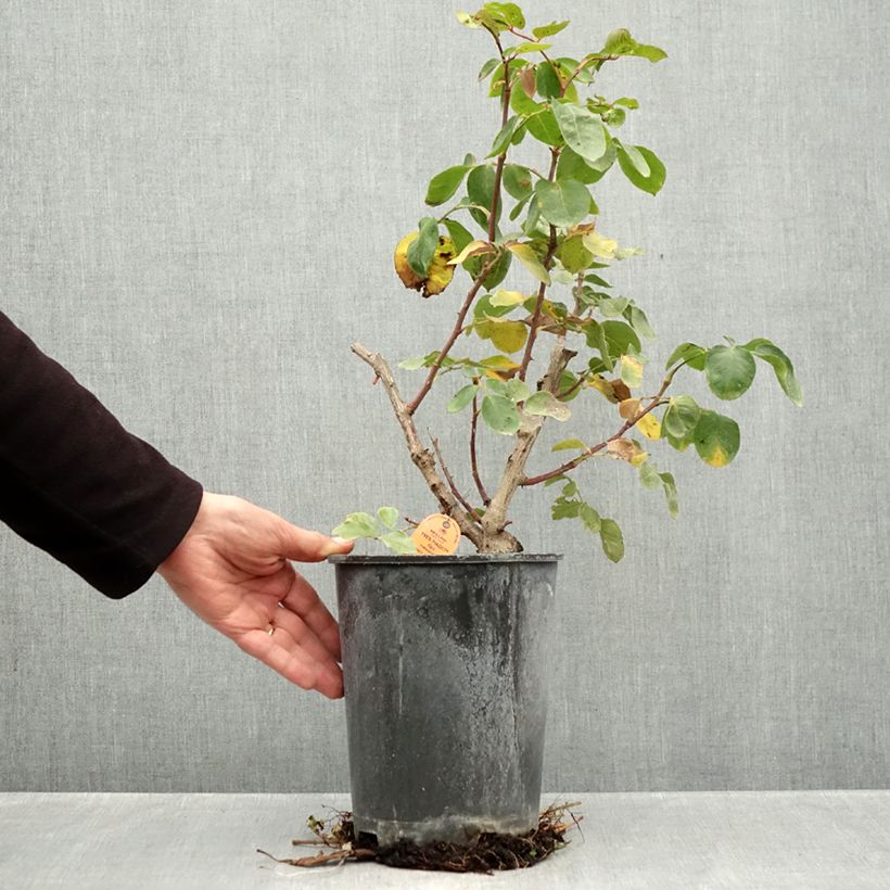 Spécimen de Rosier grimpant Yves Piaget Pot de 4L/5L tel que livré en automne