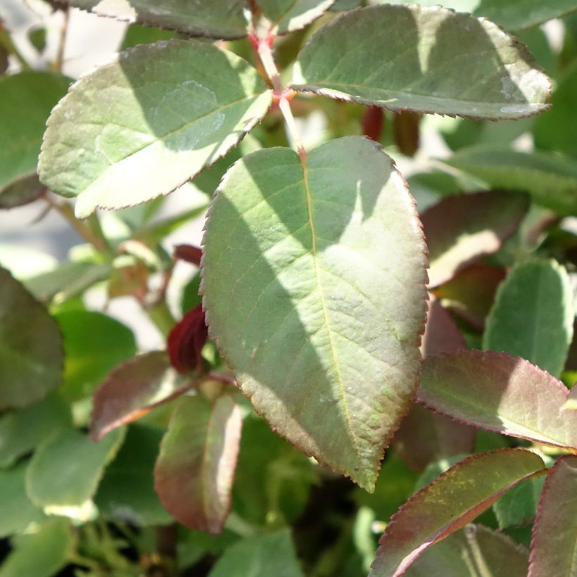 Rosier grimpant Zephirine Drouhin (Foliage)