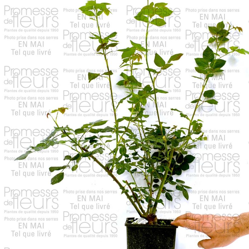 Example of Rosier David Austin Heritage Pot de 4L/5L as you get