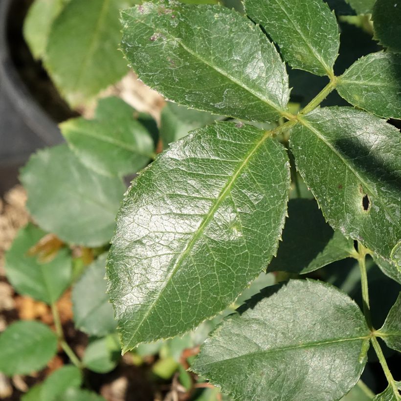 Rosier Jubilé du Prince de Monaco (Foliage)