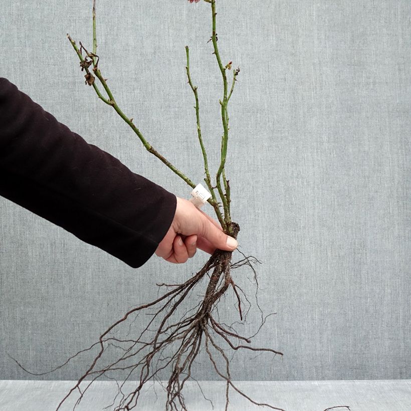 Example of Rosier Jubilé du Prince de Monaco Racines nues as you get in hiver