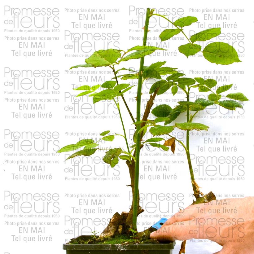 Example of Rosier Generosa Ladurée Pot de 4L/5L as you get