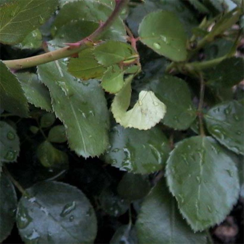 Rosier à fleurs groupées Leonardo da Vinci (Foliage)