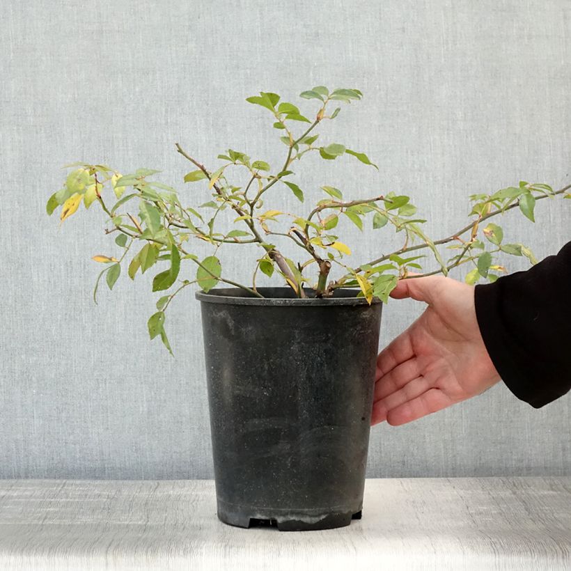 Spécimen de Rosier liane Albéric Barbier Pot de 4L/5L tel que livré en automne