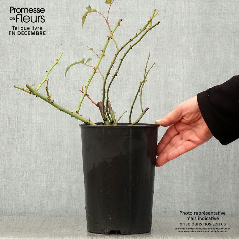 Spécimen de Rosier liane Francis E Lester Pot de 4L/5L tel que livré en automne