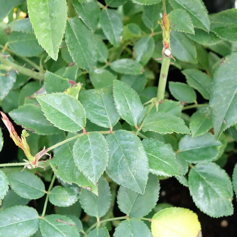 Rosier liane François Juranville (Foliage)