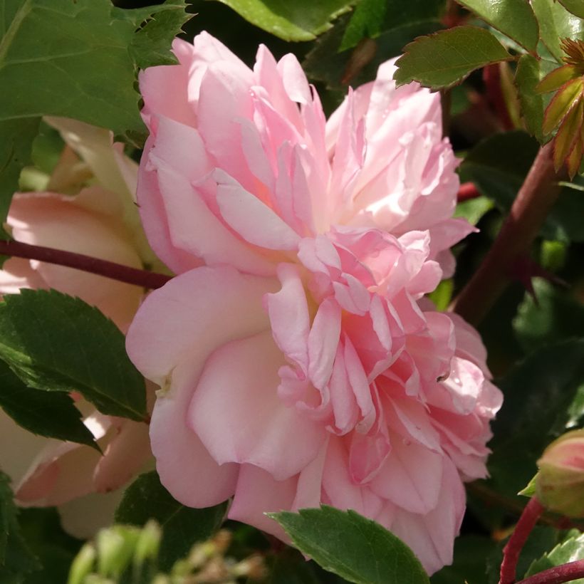 Rosier liane François Juranville (Floraison)
