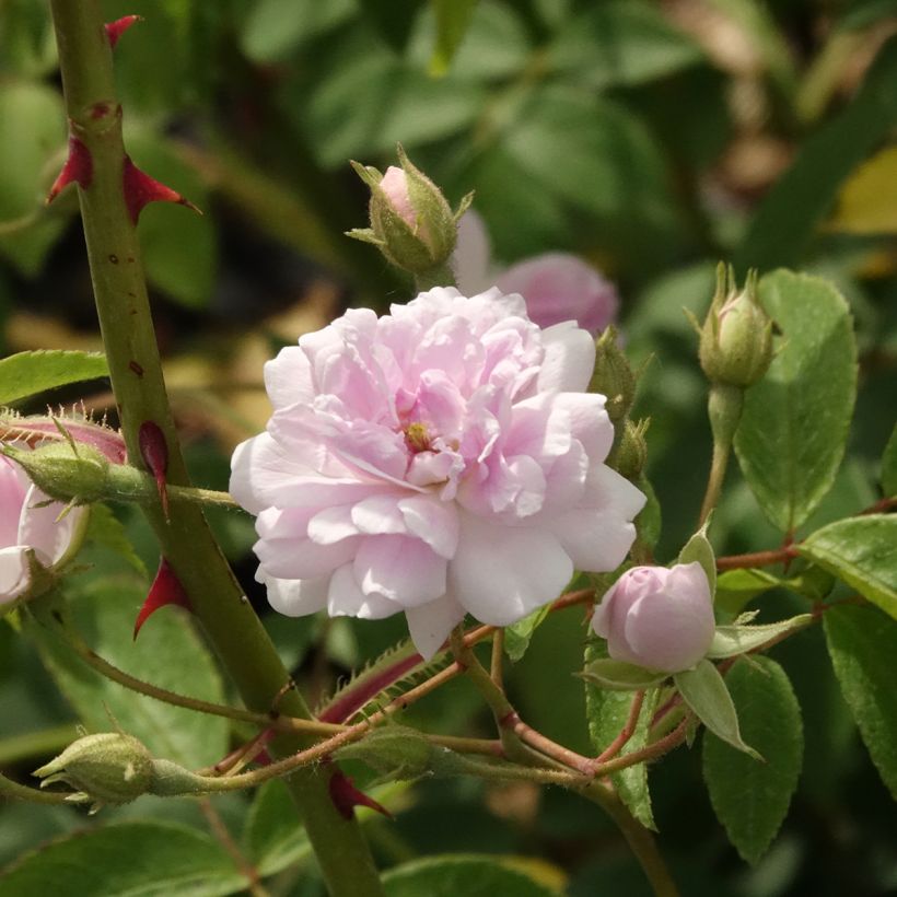 Rosier liane Paul's Himalayan Musk (Floraison)