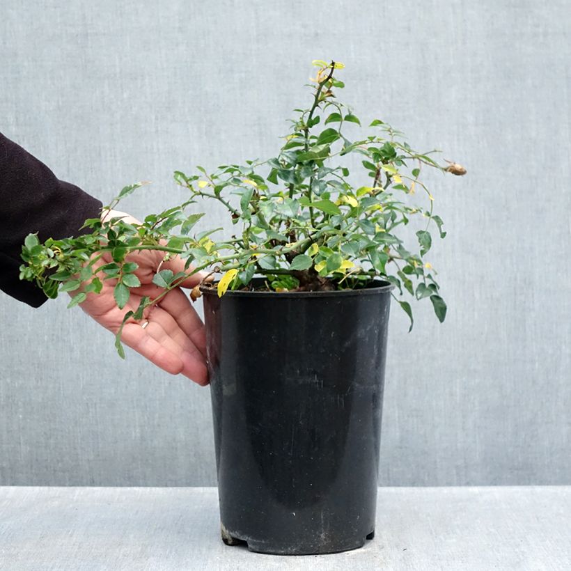 Spécimen de Rosier liane Sander's White Rambler Pot de 4L/5L tel que livré en automne
