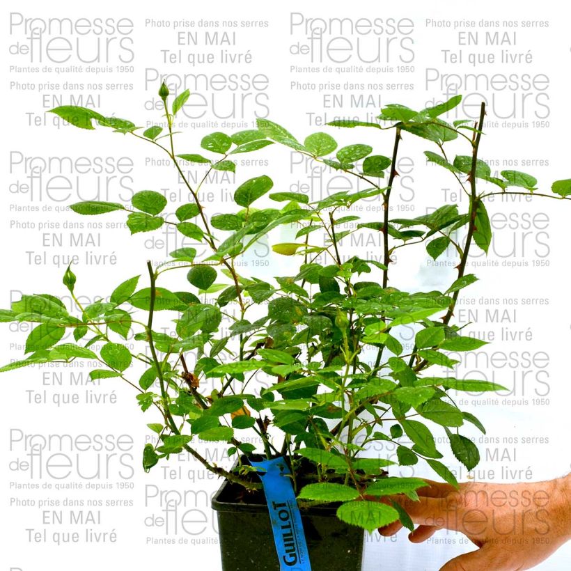 Example of Rosier Generosa Marc-Antoine Charpentier Pot de 4L/5L as you get