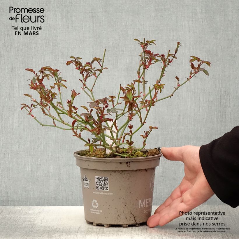 Example of Rosier Meillandecor Pink Chantilly Meilevire Pot de 4L/5L as you get in printemps