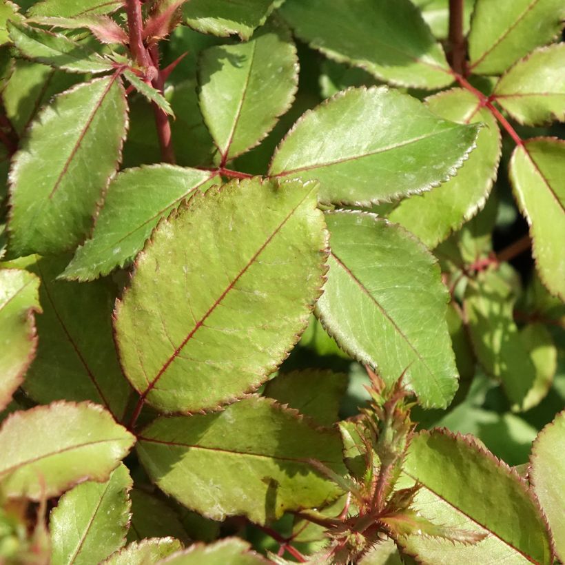 Rosier Meillandecor Pink Chantilly Meilevire (Foliage)