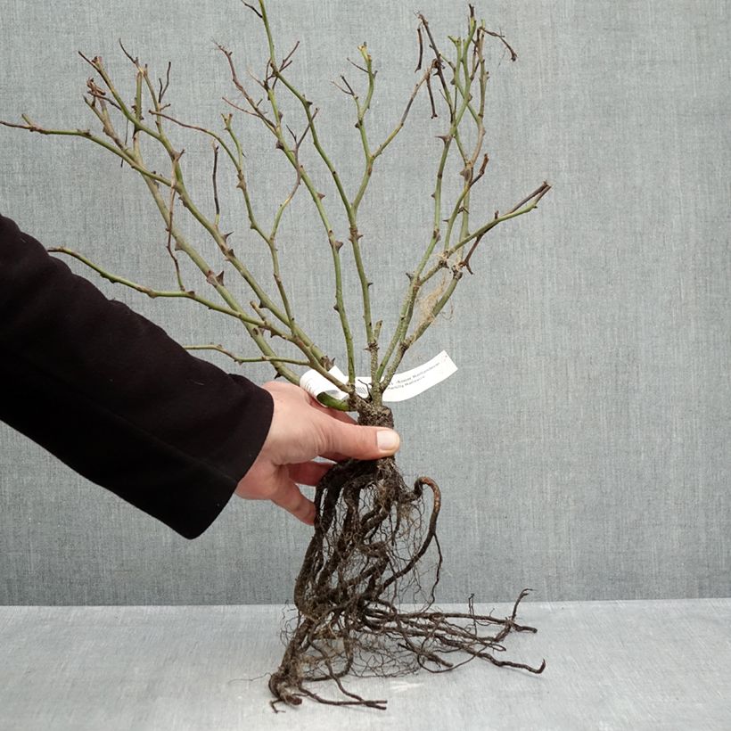 Example of Rosier Meillandecor Pink Chantilly Meilevire Racines nues as you get in hiver