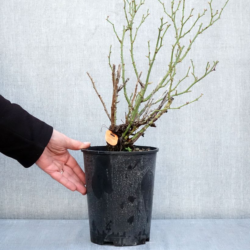 Example of Rosier miniature Belle Symphonie Pot de 4L/5L as you get in hiver