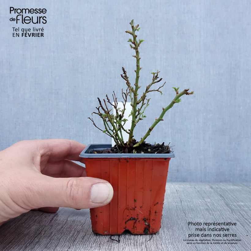 Example of Rosier miniature Cutie Pie Godet de 8/9 cm as you get in hiver