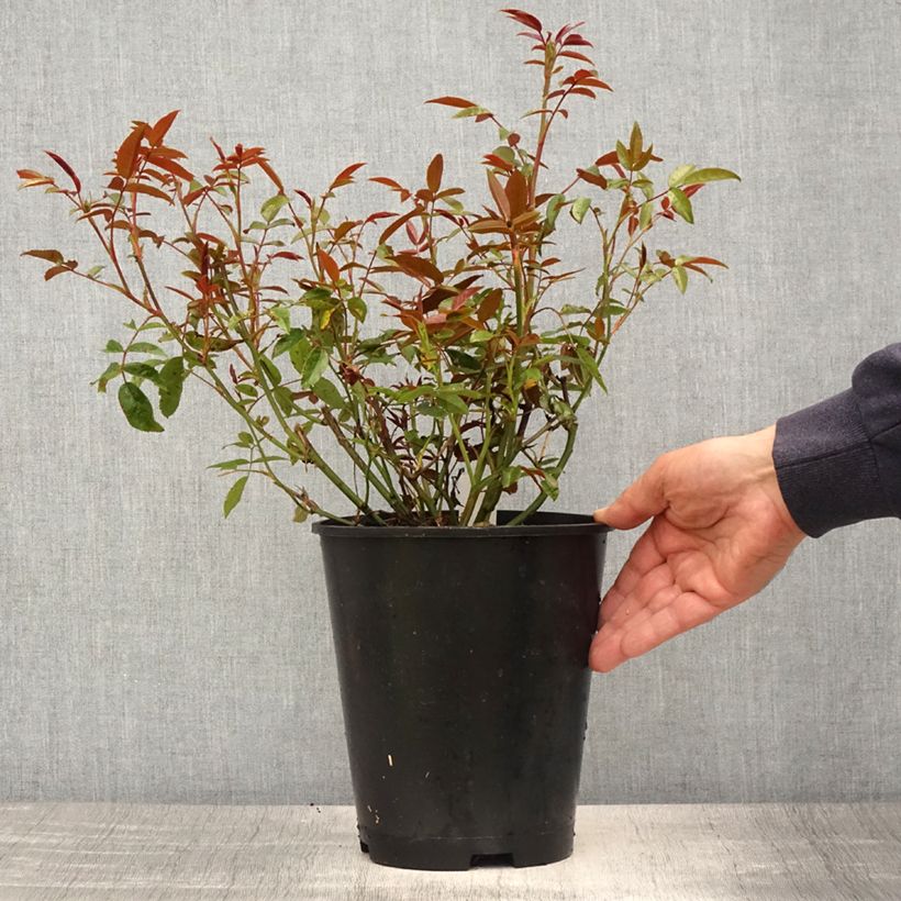 Example of Rosier miniature Fête des Mères Orange (Orange Morsdag) Pot de 3L/4L as you get in printemps