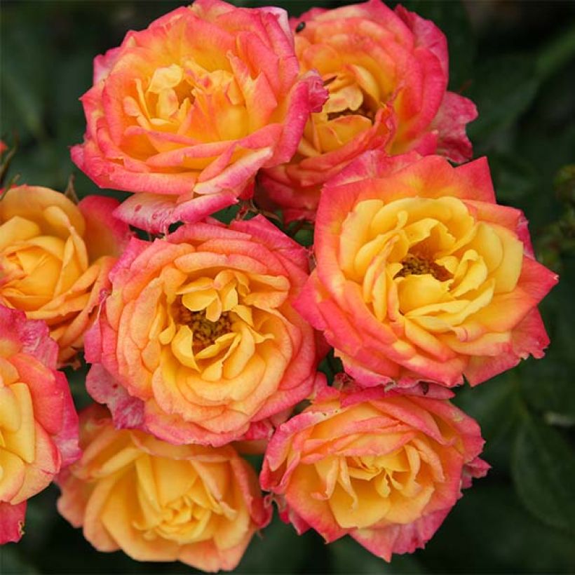 Rosier nain Little Sunset (Flowering)