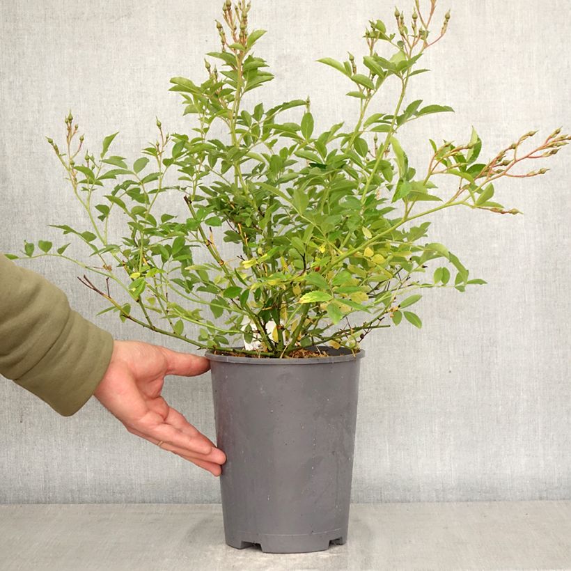Spécimen de Rosier miniature Ma Fille Sara Pot de 4L/5L tel que livré au printemps