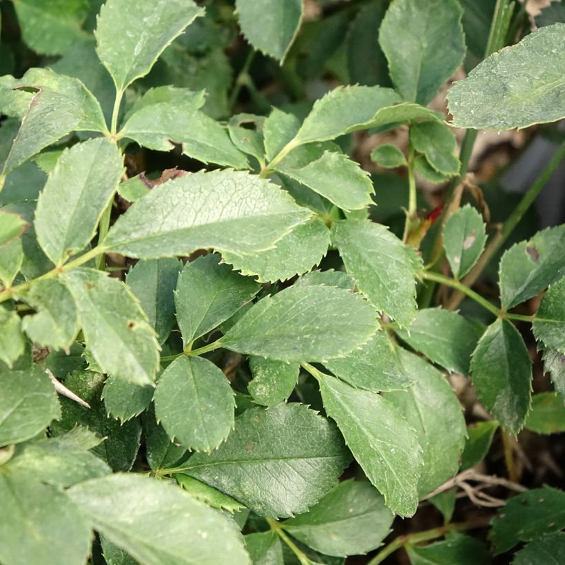 Rosier miniature Tilt Symphonie (Foliage)