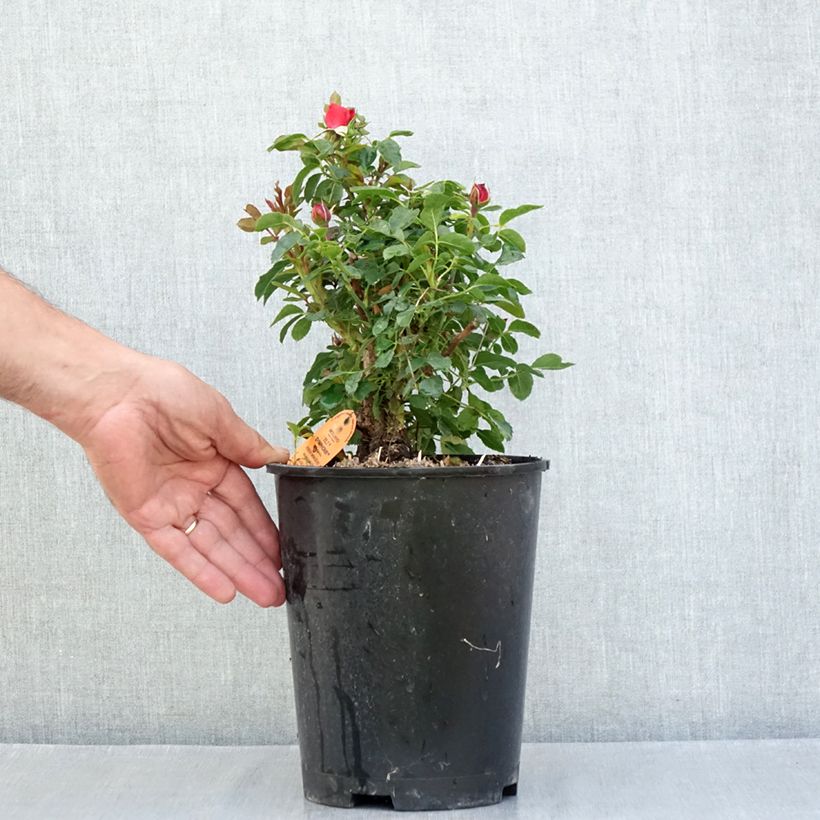 Example of Rosier miniature Tilt Symphonie Pot de 4L/5L as you get in ete