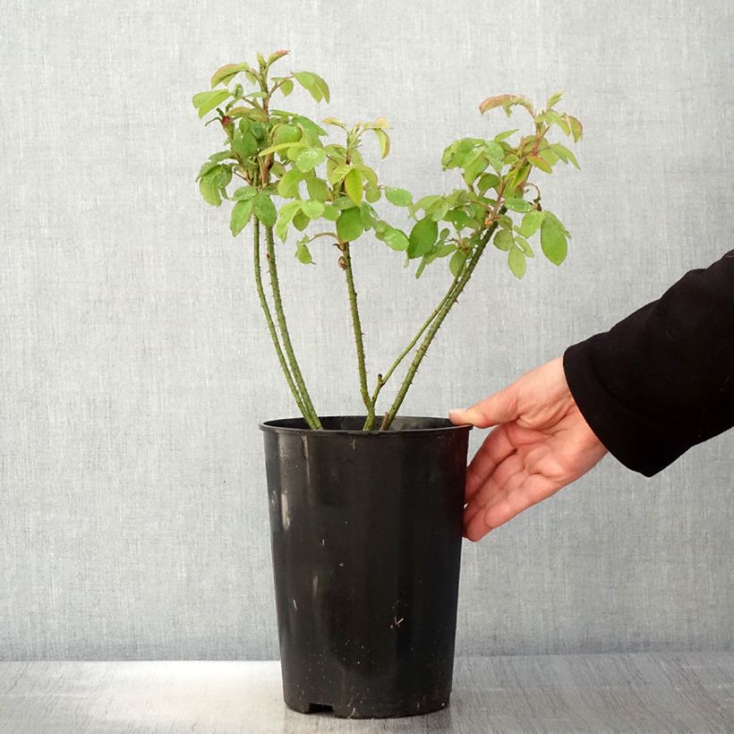 Spécimen de Rosier ancien Mme Boll Pot de 4L/5L tel que livré au printemps