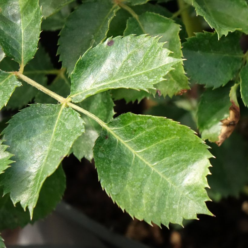 Rosier nain Aria Babylon Eyes (Foliage)