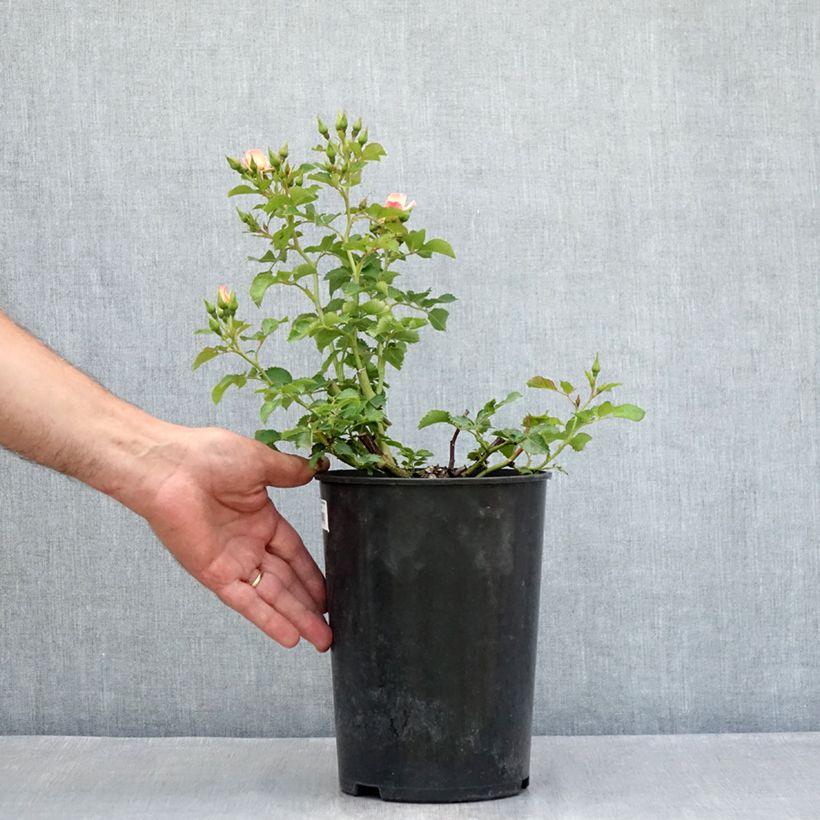 Example of Rosier nain Aria Babylon Eyes Pot de 4L/5L as you get in ete