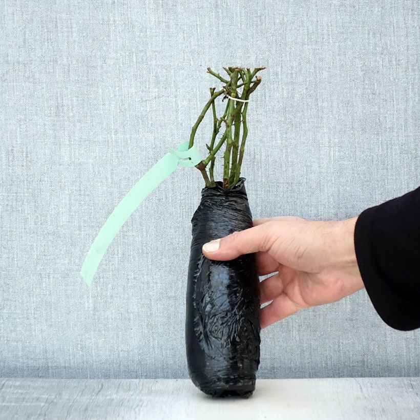 Example of Rosier nain Aria Babylon Eyes Racines nues en motte as you get in hiver