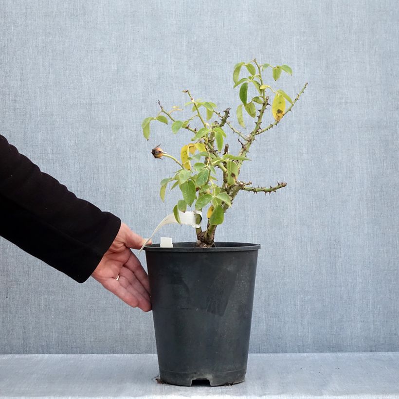 Spécimen de Rosier nain Bordure d'Or Pot de 3L/4L tel que livré en automne