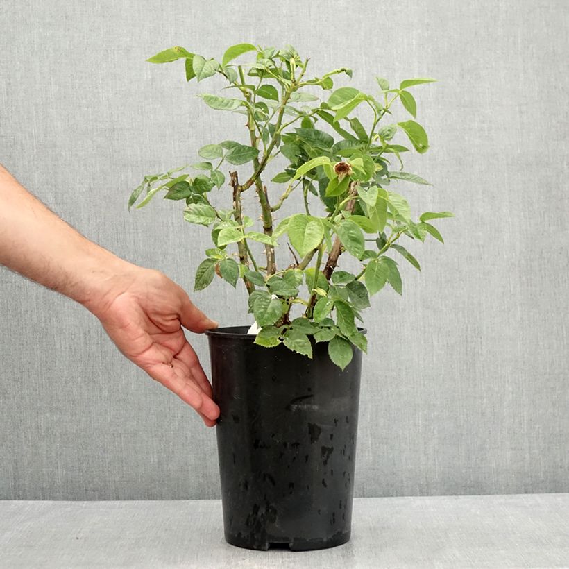 Spécimen de Rosier nain Bordure d'Or Pot de 3L/4L tel que livré en été