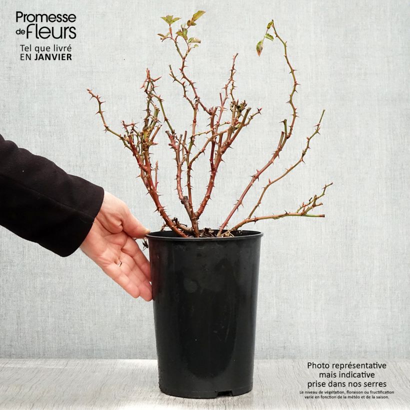 Example of Rosier nain Fancy Babylon Eyes  Pot de 4L/5L as you get in hiver