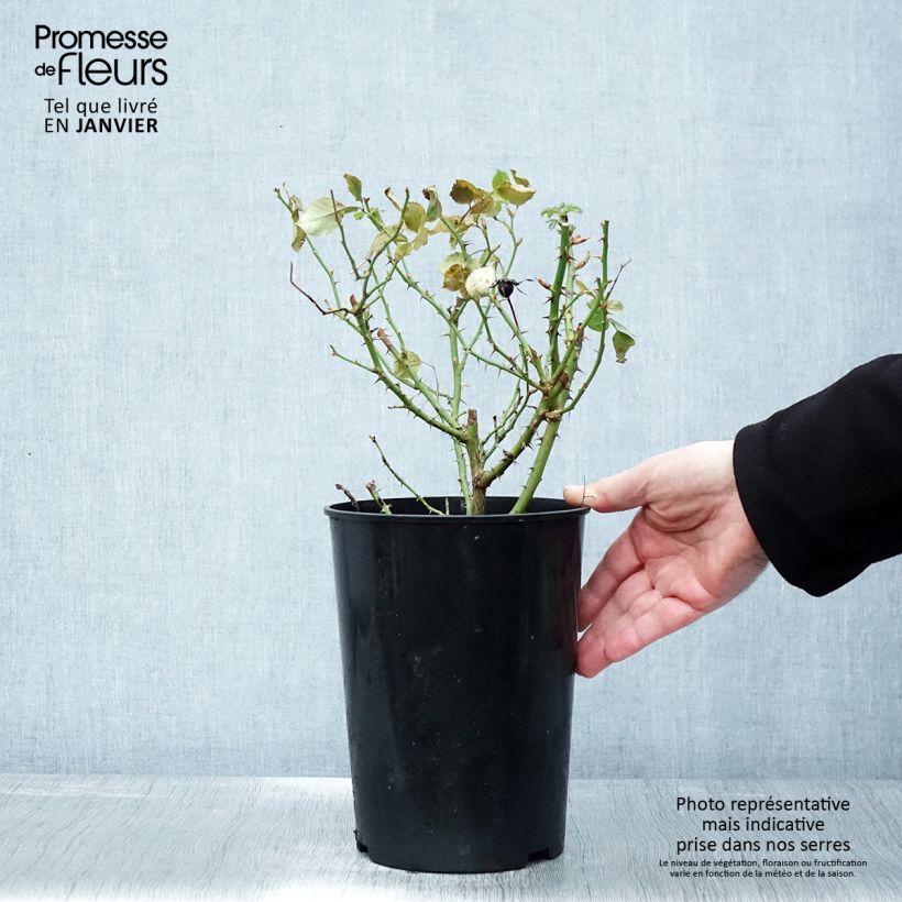 Example of Rosier nain Glorious Babylon Eyes  Pot de 4L/5L as you get in hiver