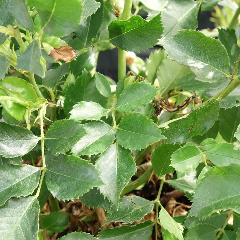 Rosier nain Glorious Babylon Eyes  (Foliage)