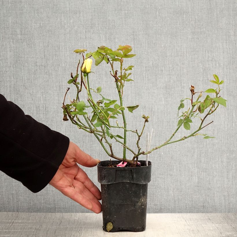 Example of Rosier nain Lemon Fizz Pot de 10 cm/11cm, Issu de bouture as you get in printemps