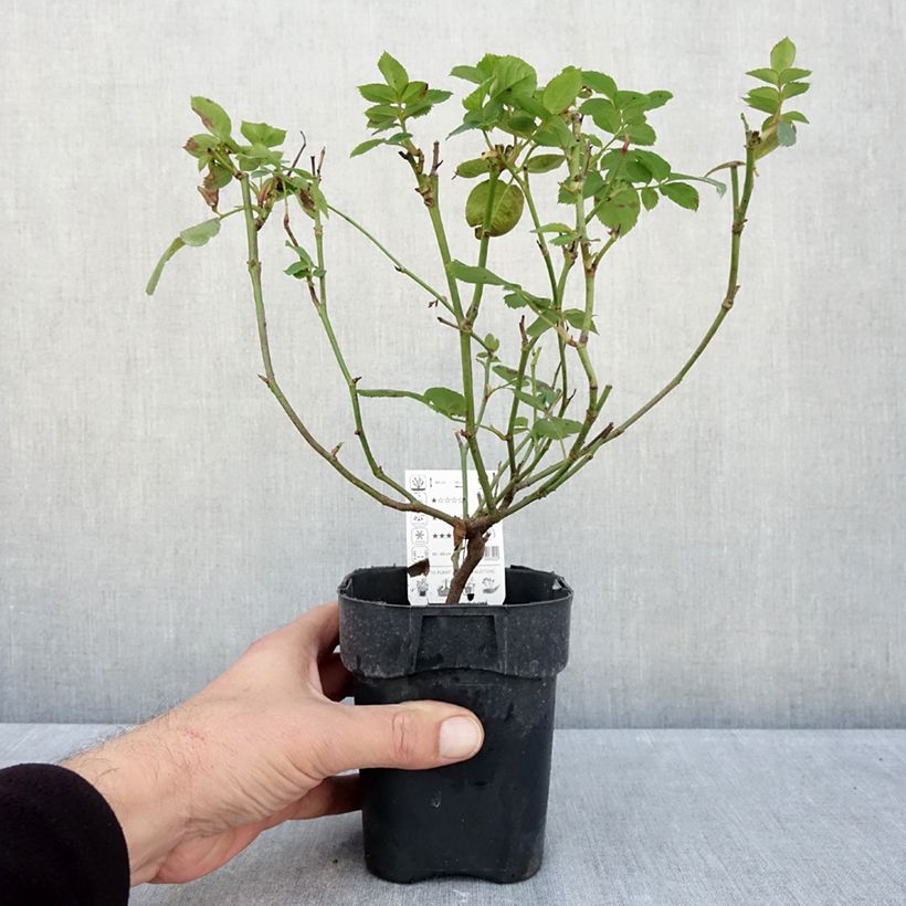 Spécimen de Rosier nain Lemon Fizz Pot de 10 cm/11cm, Issu de bouture tel que livré en automne